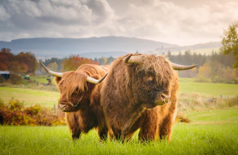 Highland Cow 119 DS 4