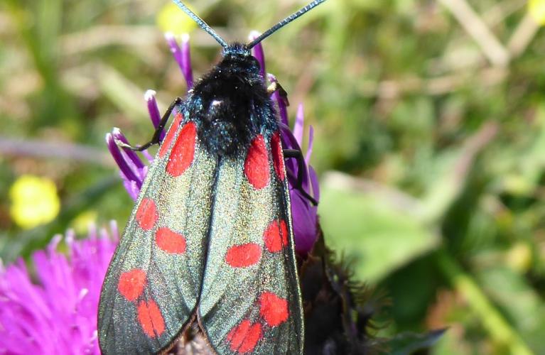 Countryside Rangers Moth edited