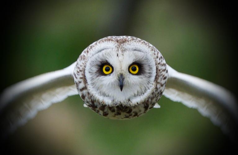 Wild Discovery short eared owl low res Dan Brown2